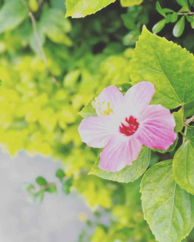 Instagram 投稿 18024832165749240